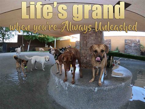 Always unleashed - Always Unleashed Pet Resort | 5 followers on LinkedIn. We are an in-home pet resort Scottsdale. We provide dog boarding Scottsdale and dog day care Scottsdale. Kicking the kennel habit since 1998. 